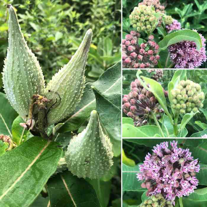 How do you plant milkweed seeds