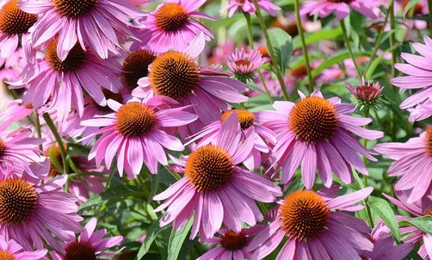 When to Plant Coneflower Seeds