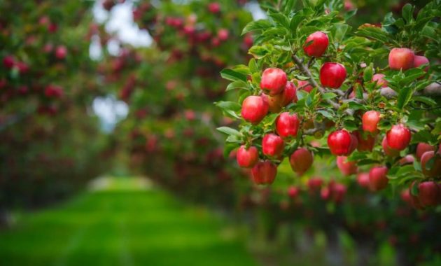 Plant Apple Trees in Fall A Comprehensive Guide