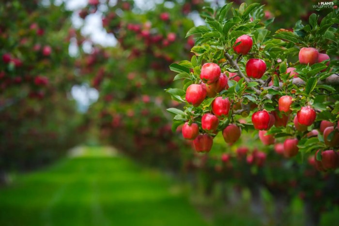 Plant apple trees in fall