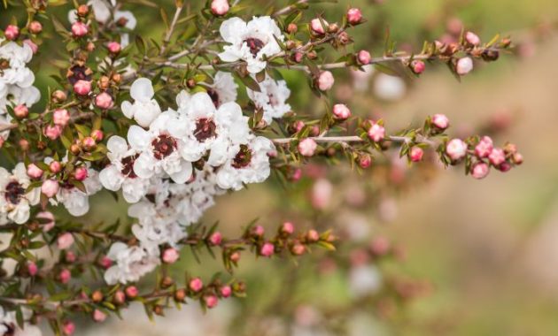 Tea Tree Plant Picture A Comprehensive Guide