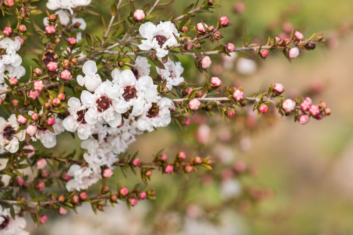 Tea tree plant picture